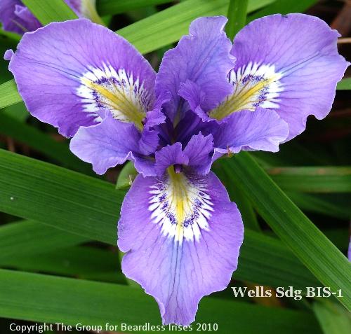 Wells Sdg BIS-1 (4)